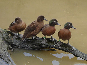 300px-Campbell_Island_Teal