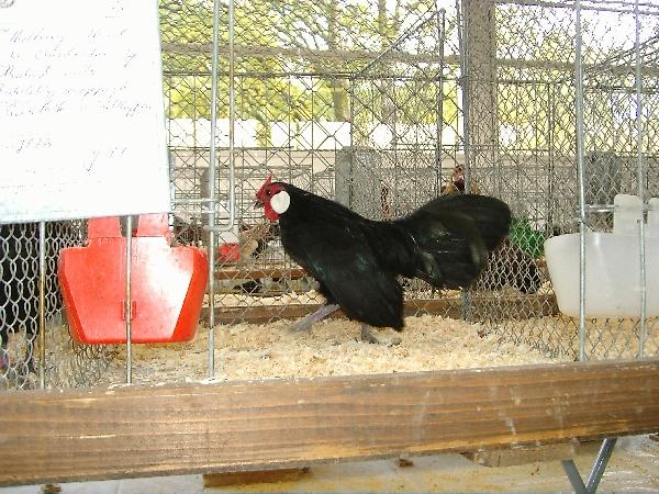 Bantam_schwarz01