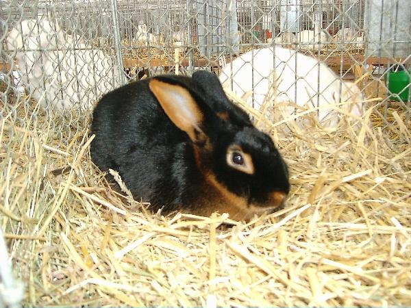 Lohkaninchen_schwarz01