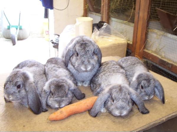 Zwergwidder_-_chinchilla